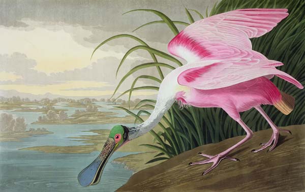 J. J. Audubon